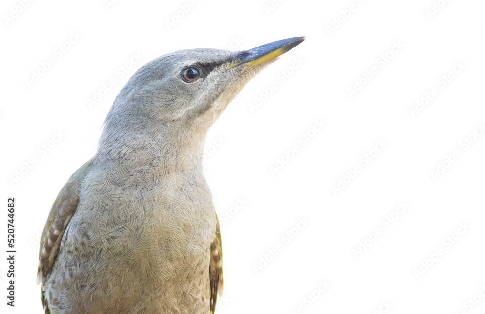 Obraz premium Grey-headed woodpecker, Picus canus. Close-up, isolated, white background