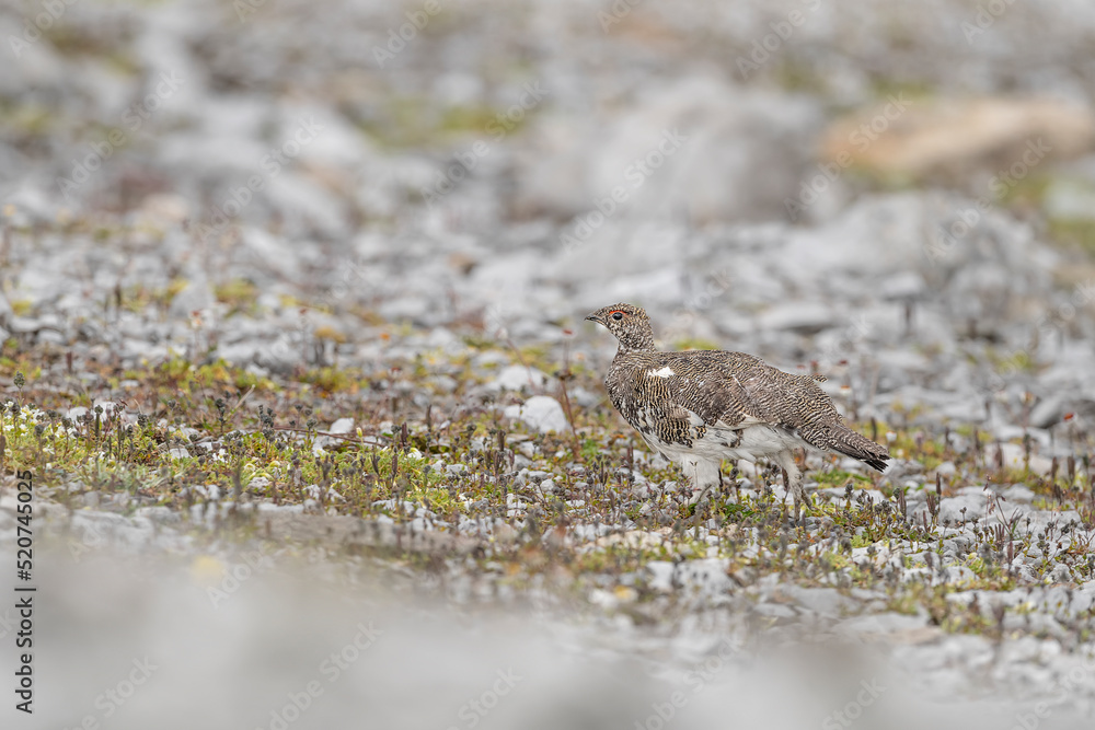 Wild Alps, rock ptarmigan male in the summer season (Lagopus muta) Wild Alps, rock ptarmigan male in the summer season (Lagopus muta)