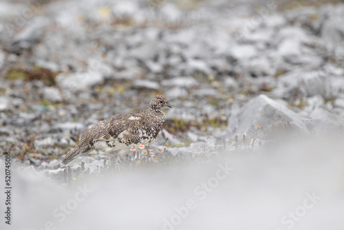 The rock ptarmigan male looking for food on stony ground  Lagopus muta 