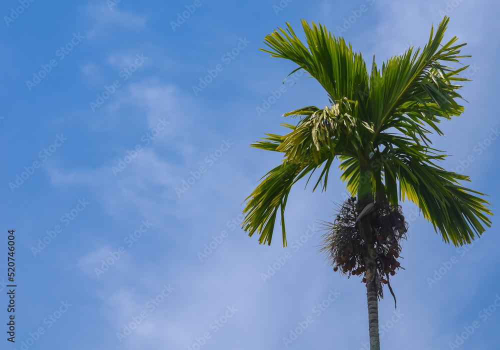 A palm tree on a bright blue sky and cloudy background. A palm tree on a bright blue sky and cloudy background.