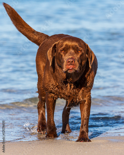 Chocolate Labrador, having a shake on the beach.