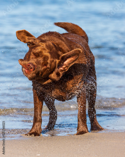 Chocolate Labrador, having a shake on the beach.