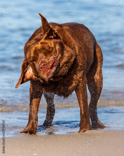 Chocolate Labrador, having a shake on the beach.