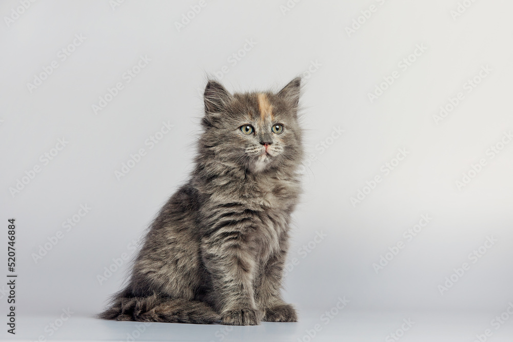 Obraz premium Cute and adorable grey kitten cat against a white background