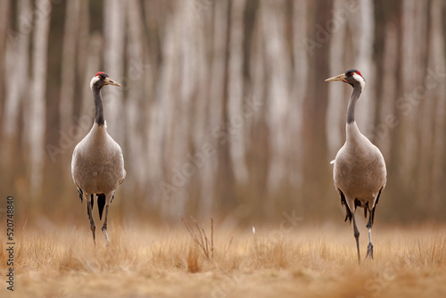 Żuraw (Grus grus) photo