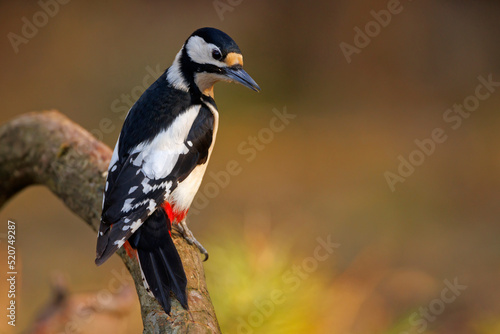 Dzięcioł duży (Dendrocopos major) © Grzegorz