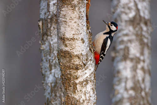 Dzięcioł duży (Dendrocopos major)