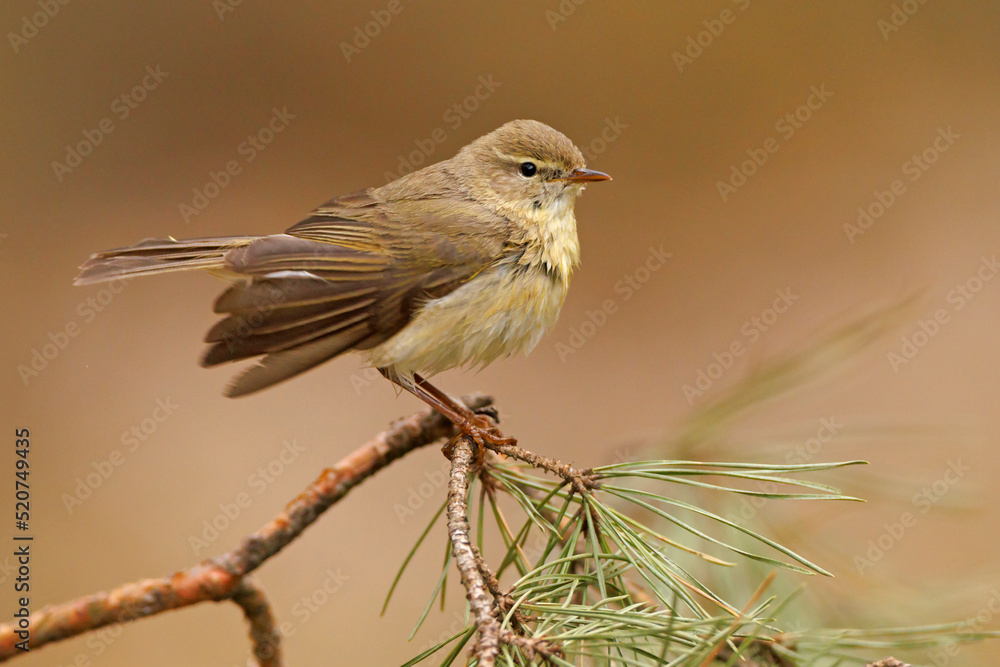Obraz premium Piecuszek (Phylloscopus trochilus)