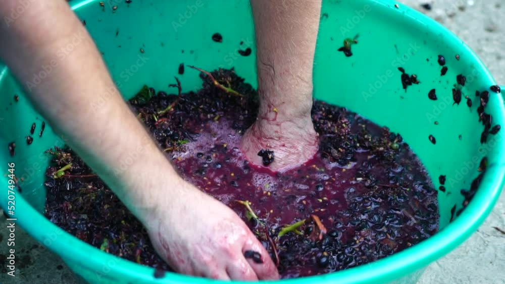 Grapetreading or grapestomping in traditional winemaking. Senior