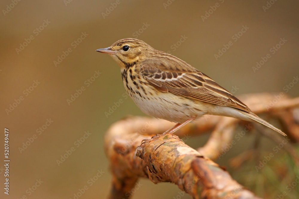 Fototapeta premium świergotek drzewny (Anthus trivialis)