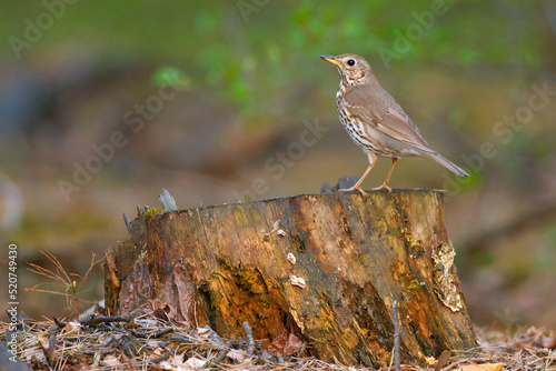 Paszkot (Turdus viscivorus)