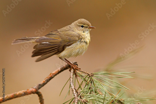 Piecuszek (Phylloscopus trochilus)