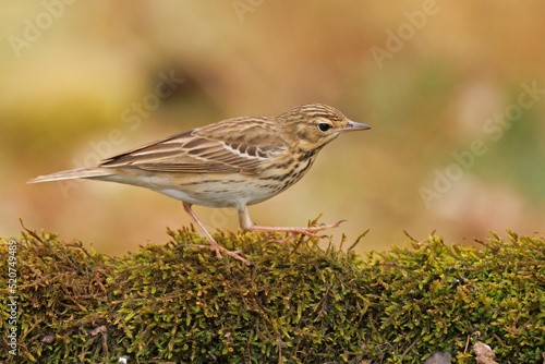 świergotek drzewny (Anthus trivialis)