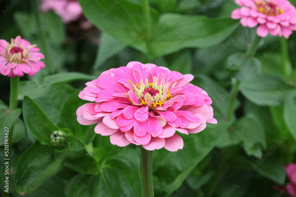 Zinnia elegans 'Super Yoga Rose' in flower. Zinnia elegans 'Super Yoga Rose' in flower.
