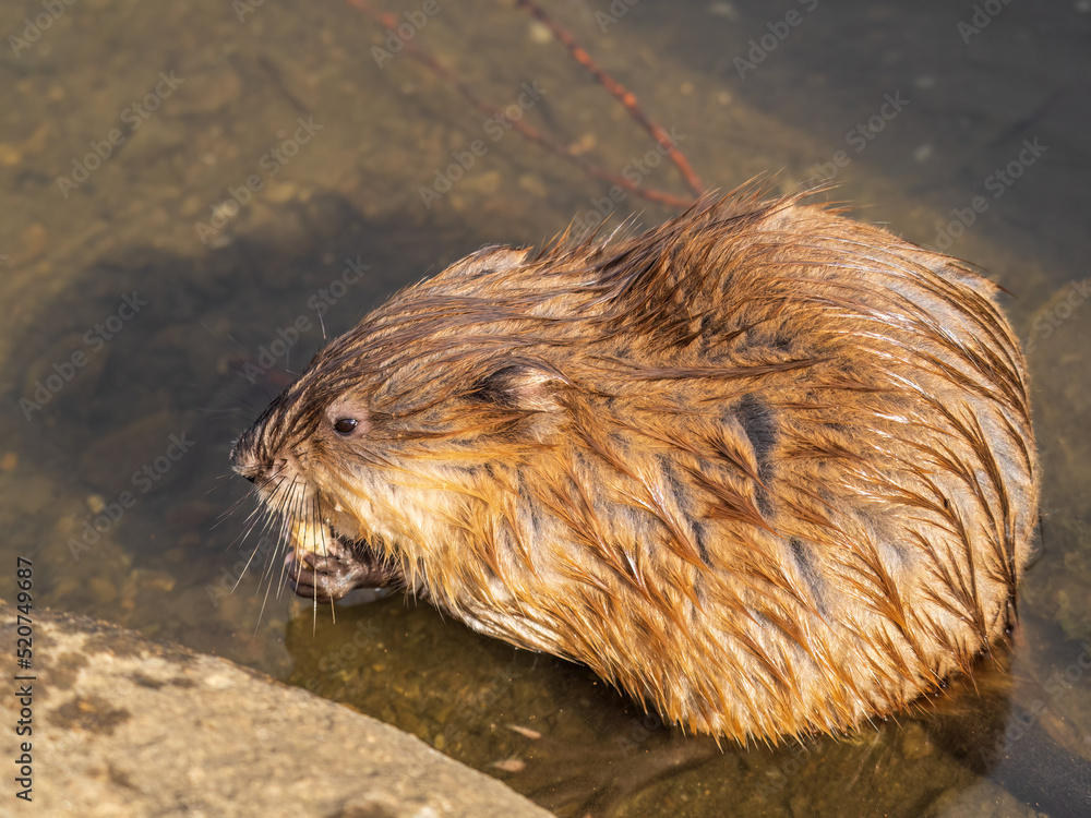 Wild animal Muskrat, Ondatra zibethicuseats, eats on the river bank Wild animal Muskrat, Ondatra zibethicuseats, eats on the river bank