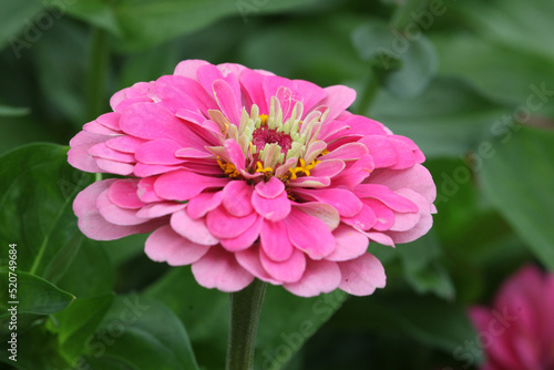 Zinnia elegans  Super Yoga Rose  in flower.