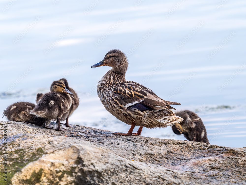 Adult duck with many ducklings sits on green shore of pond Adult duck with many ducklings sits on green shore of pond