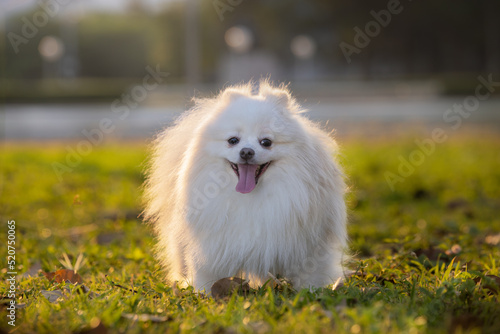 A white Japanese Spitz dog standing among on green lawn  at sunset time   © kamonrat