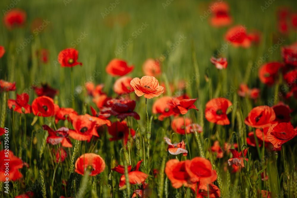 a field of red poppies on a sunny morning day