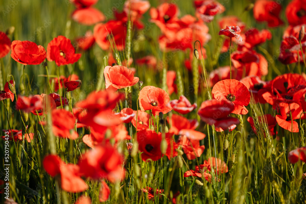 Obraz premium a field of red poppies on a sunny morning day
