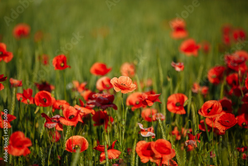 a field of red poppies on a sunny morning day © Andrii