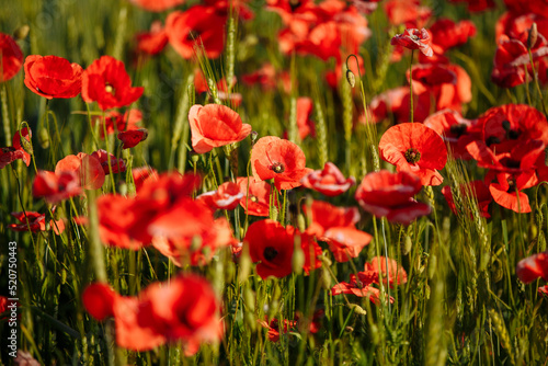 a field of red poppies on a sunny morning day