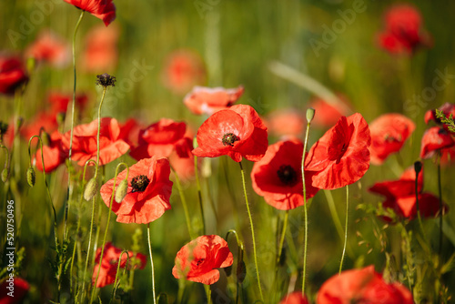 Fototapeta Naklejka Na Ścianę i Meble -  a field of red poppies on a sunny morning day