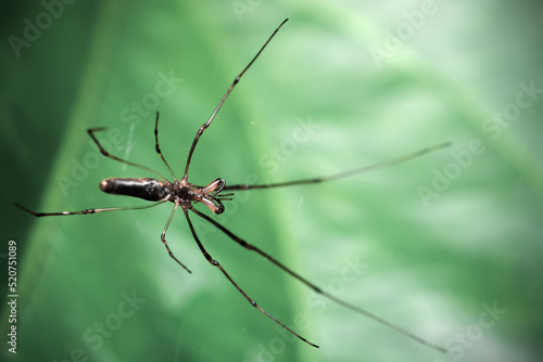 The water spider, which lives around the moist lake, is waiting for its prey to come.