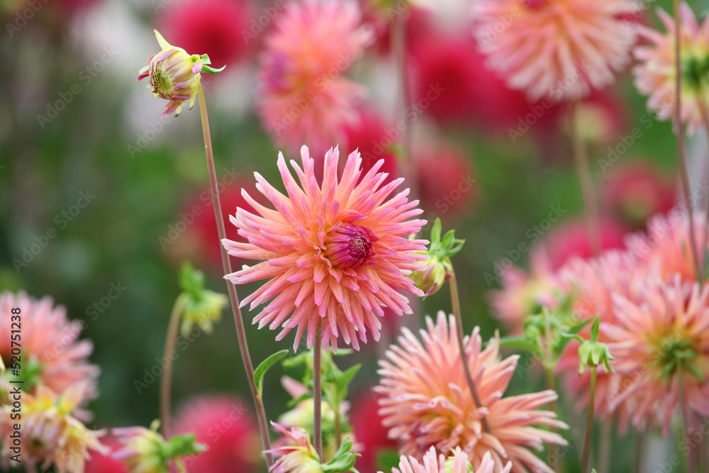 Dahlia 'Josudi Telstar' in flower. Dahlia 'Josudi Telstar' in flower.