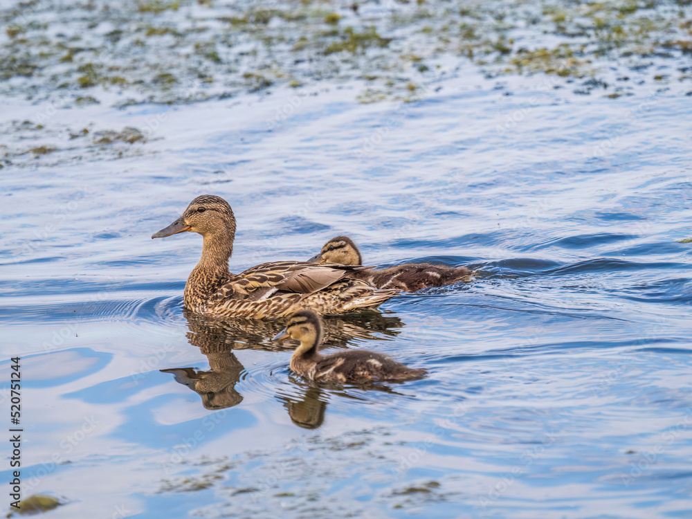 A family of ducks, a duck and its little ducklings are swimming in the water. The duck takes care of its newborn ducklings. Mallard, lat. Anas platyrhynchos A family of ducks, a duck and its little ducklings are swimming in the water. The duck takes care of its newborn ducklings. Mallard, lat. Anas platyrhynchos