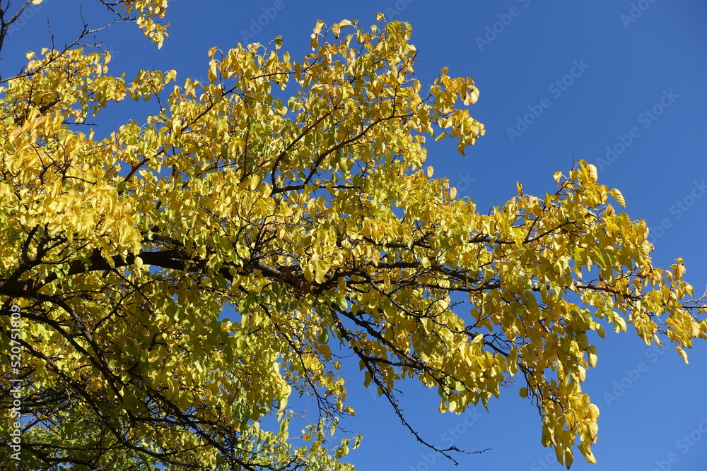 Sky and branches of mulberry with autumnal foliage in October Sky and branches of mulberry with autumnal foliage in October