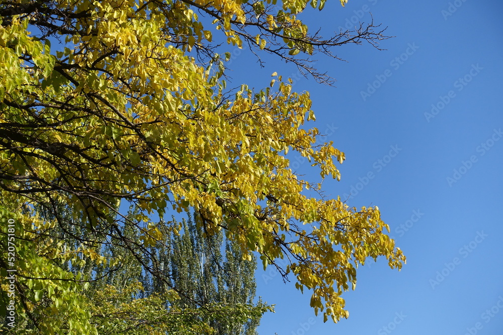 Unclouded blue sky and branches of mulberry with autumnal foliage in October Unclouded blue sky and branches of mulberry with autumnal foliage in October