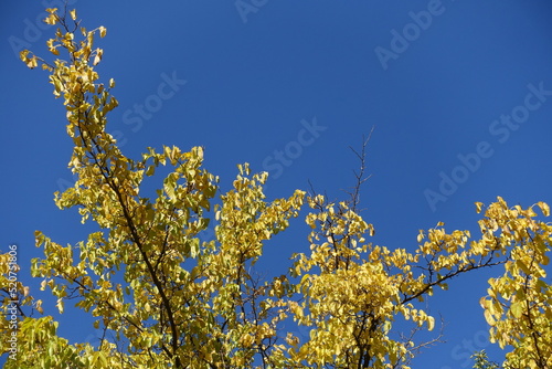 Deep blue sky and branches of mulberry with autumnal foliage in October