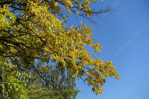 Unclouded blue sky and branches of mulberry with autumnal foliage in October