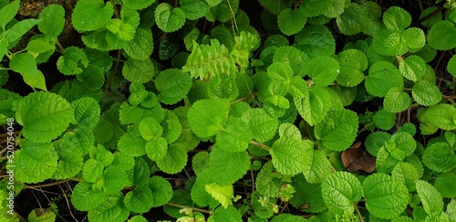 peppermints' round leaf shape in the garden