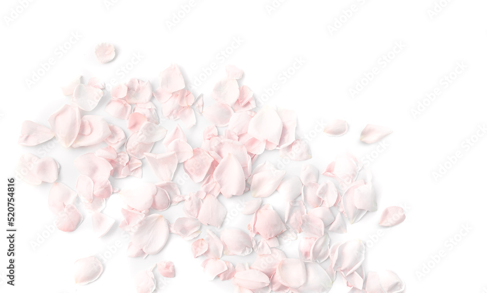 Petals of pale pink roses on a white
