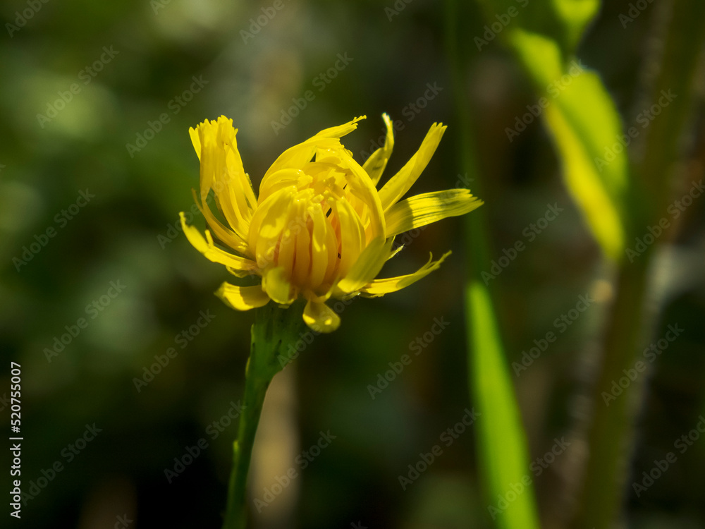 Close-up photo of a dandelion flower after rain on a blurred background Close-up photo of a dandelion flower after rain on a blurred background