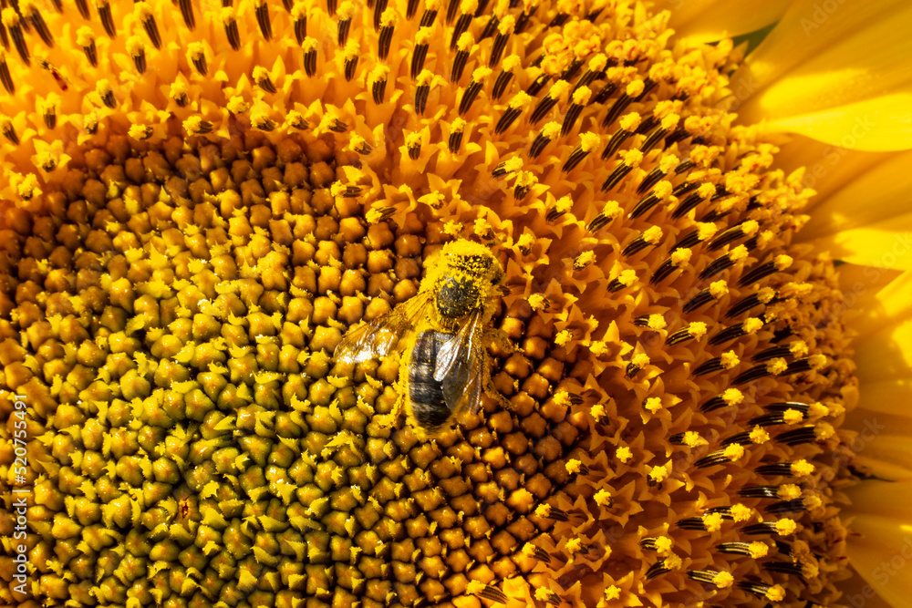 Bees collect nectar and pollen from flowers of sunflower. Sunflowers give a lot of nectar and