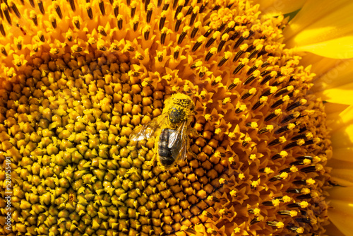 Bees collect nectar and pollen from flowers of sunflower. Sunflowers give a lot of nectar and pollen than attract insects.