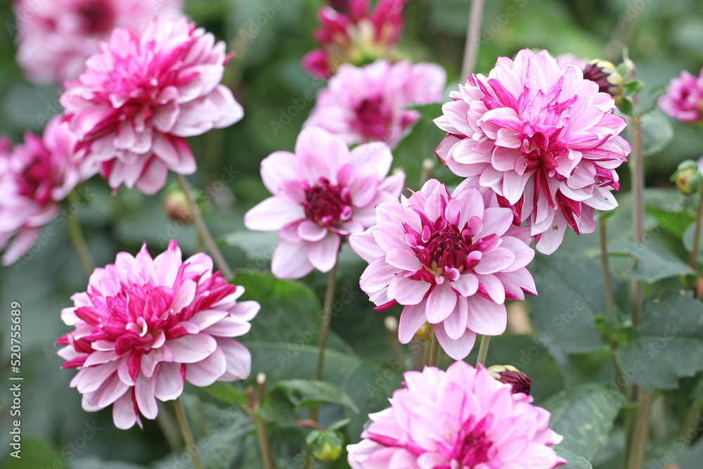 Dahlia 'Creme de Cassis' in flower. Dahlia 'Creme de Cassis' in flower.