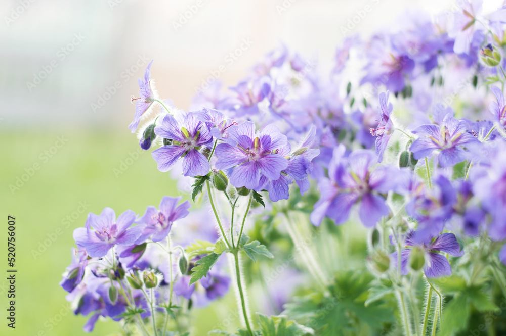 Gorgeous purple bohemian geranium. Lilac geranium flowers in the flowerbed. Beautiful background. Pink and violet flowers, buds and leaves. Gardening. Flower bed.