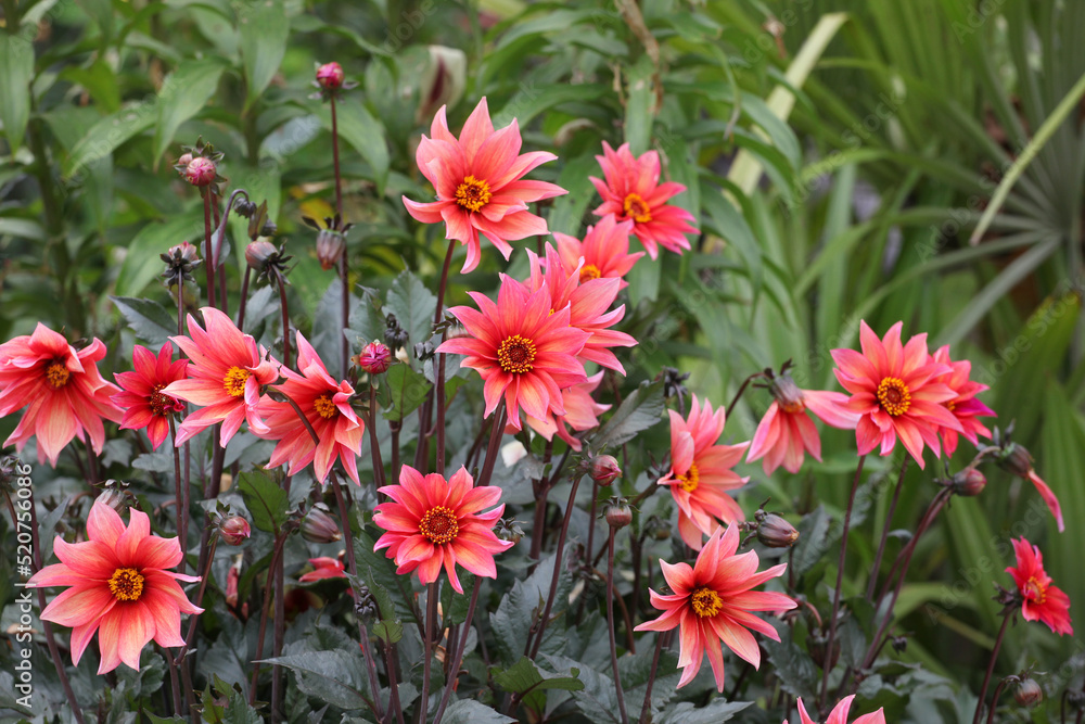Dahlia 'Waltzing Mathilda' in flower. Dahlia 'Waltzing Mathilda' in flower.