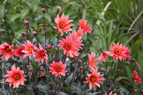 Dahlia  Waltzing Mathilda  in flower.