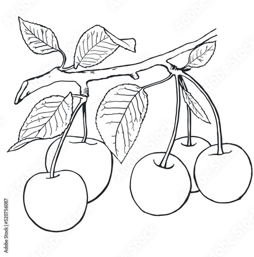 Cherries on a branch. Coloring book.  For fresh organic food or agricultural label design.