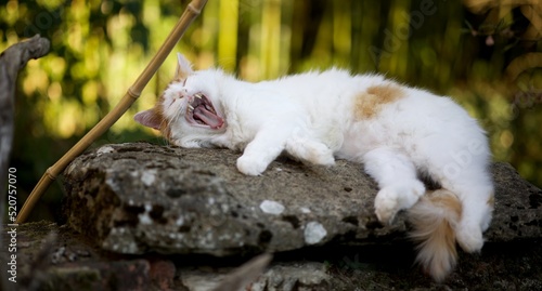 Chat roux et blanc détente sur une pierre en plein bâillement repos tranquille photo