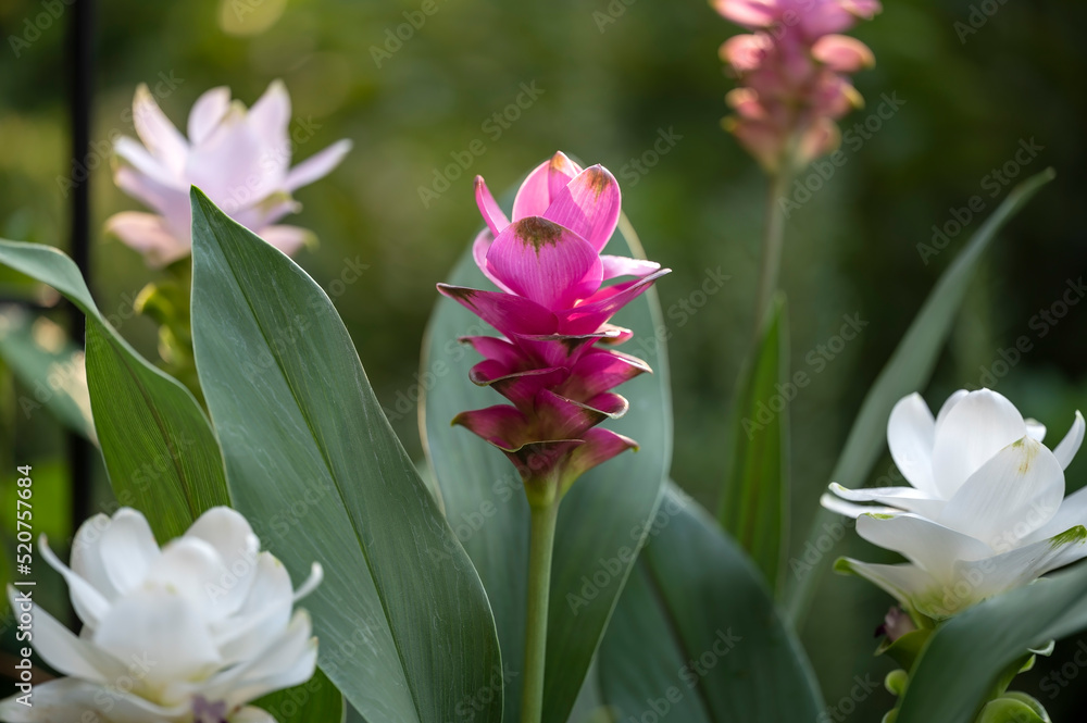 Commonly called Siam Tulip or Tulip Ginger, Curcuma alismatifolia is a tropical to sub-tropical flowering plant with rhizome root. Several different colored hybrids on display Commonly called Siam Tulip or Tulip Ginger, Curcuma alismatifolia is a tropical to sub-tropical flowering plant with rhizome root. Several different colored hybrids on display