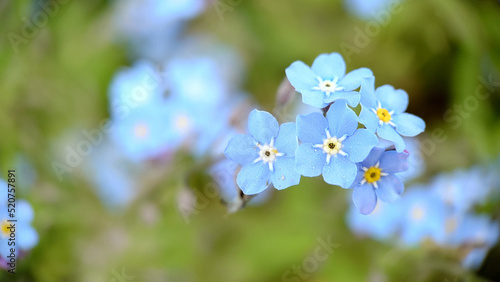 Small blue petals of forget-me-nots flowers close-up