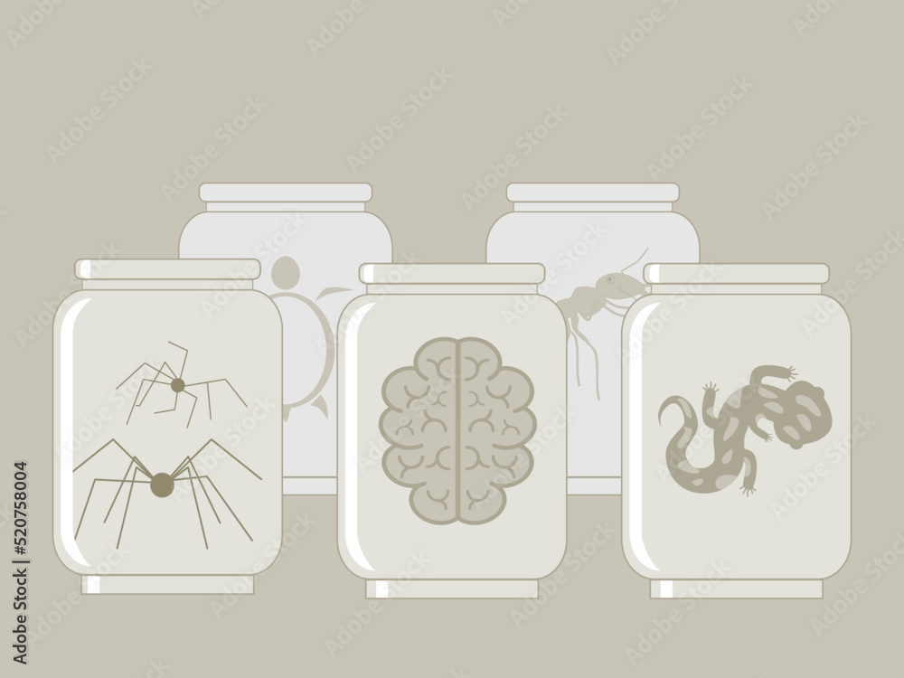 custom made wallpaper toronto digitalHuman brain, spiders, lizard, turtle and ant preserved in jars