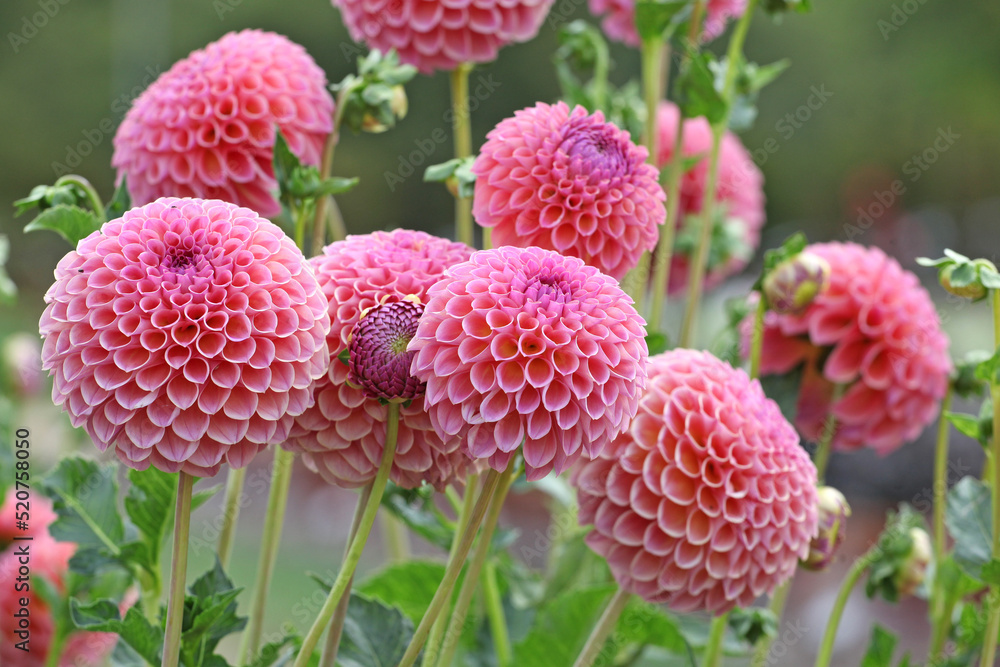 Dahlia 'Jowey Winnie' in flower. Dahlia 'Jowey Winnie' in flower.
