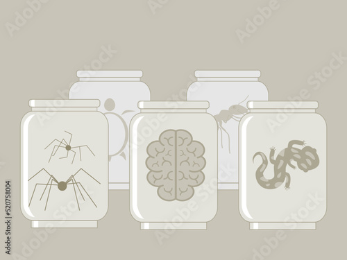 Wallpaper Mural Human brain, spiders, lizard, turtle and ant preserved in jars Torontodigital.ca